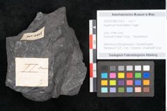Foto (Objekt + Etikett) von Asplenium hochstetteri Unger (NHMW-GEO-2024-0188-10301)